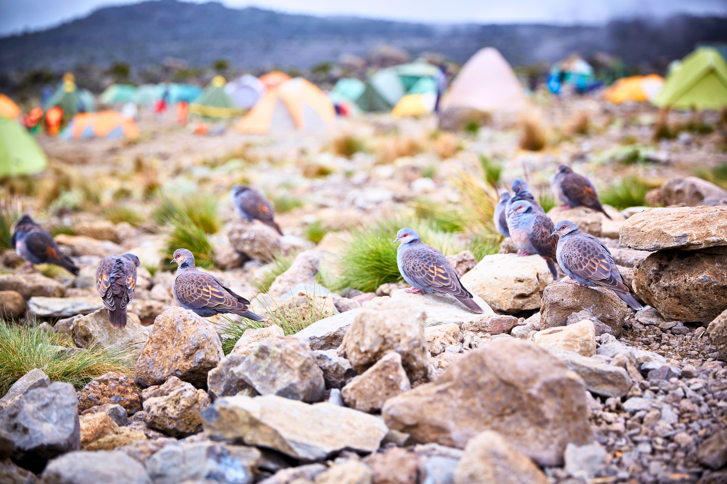 karanga camp kilimanjaro (2).webp